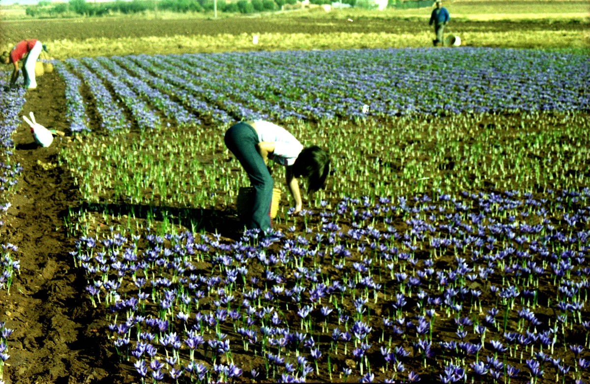 La rosa del azafran - Manuel de teresa