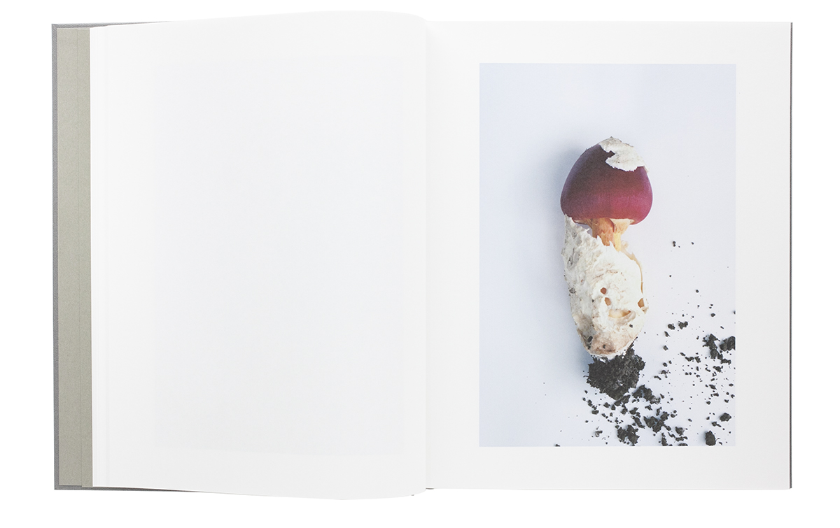 Symphony – mushroom from the forest - Takashi Homma