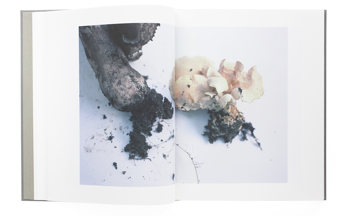 Symphony – mushroom from the forest - Takashi Homma