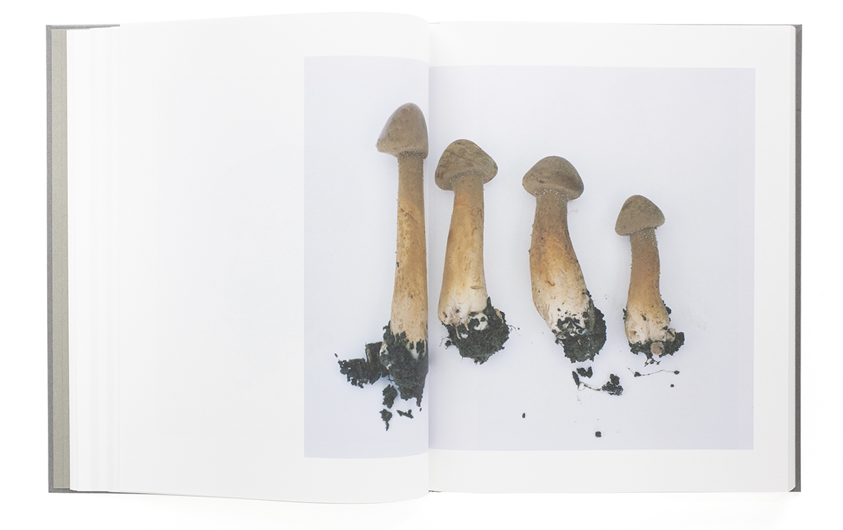 Symphony – mushroom from the forest - Takashi Homma