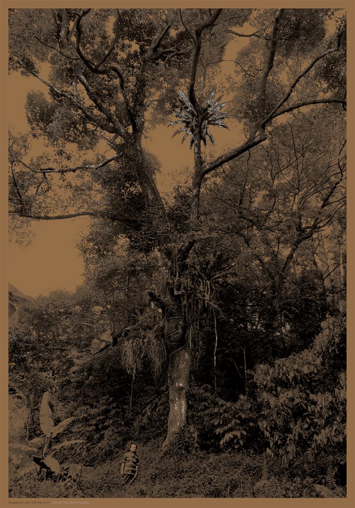 Singapore, Very Old Tree - Robert Zhao