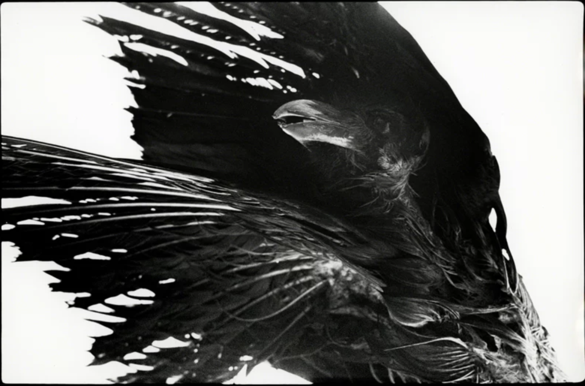 Ravens - Masahisa Fukase